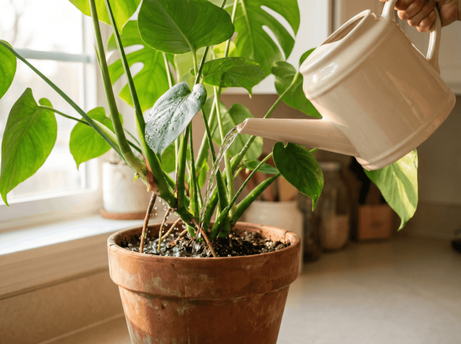 A watering can pouring water onto a leafy potted houseplant
